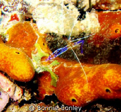 Pederson Shrimp seen at Sint Maarten August 2007.  Photo ... by Bonnie Conley 